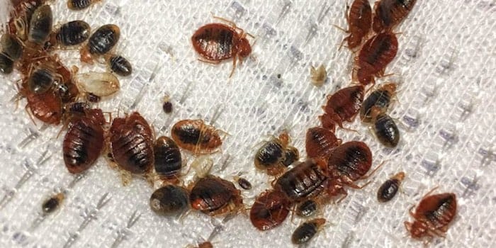 bed bug fabric