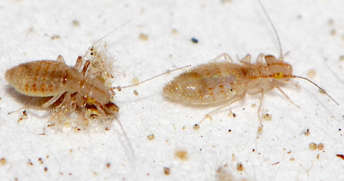 Booklice look similar to bed bugs.