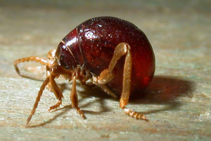 Smooth spider beetles look like bed bugs.