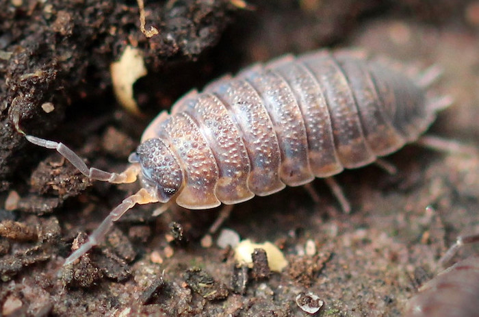 Woodlouse look like bed bugs.