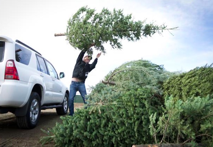 how to recycle a christmas tree