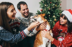 pet friendly christmas decorations