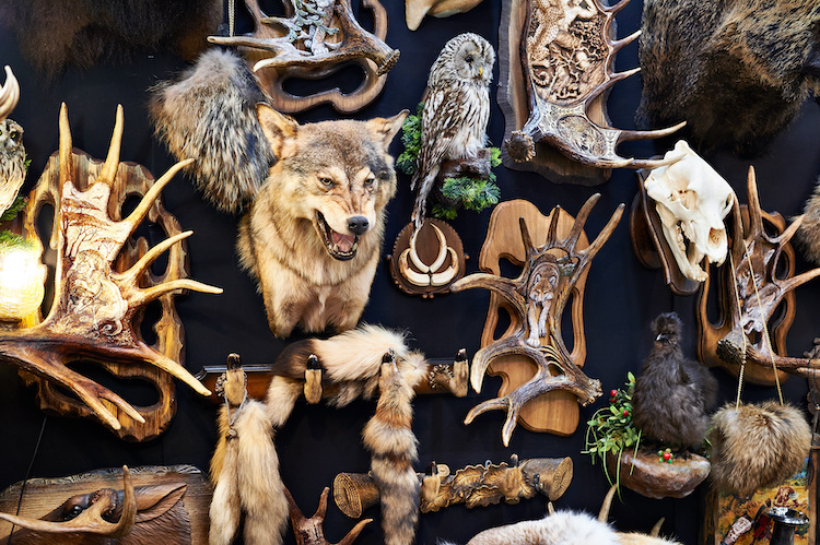 Display of old animal mounts 