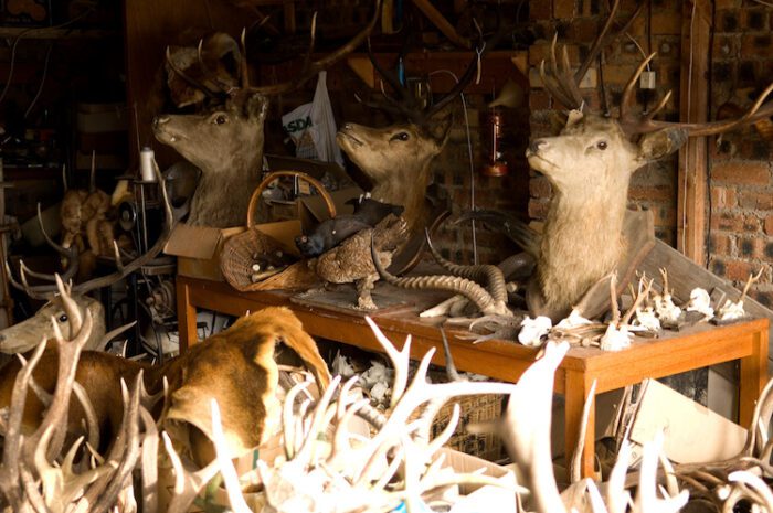 Taxidermy mounts in a workshop