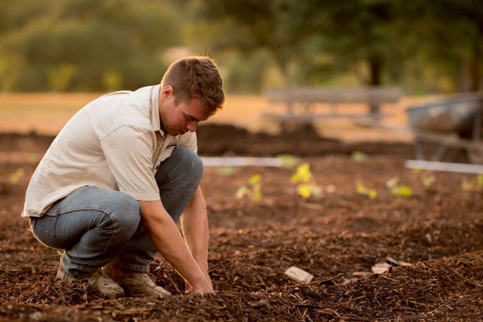 Human planting trees