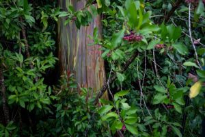 A close up of the rainbow bark of a eucalyptus tree