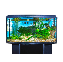 Fast and affordable aquarium disposal services