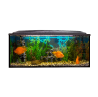 Local and affordable fish tank disposal services